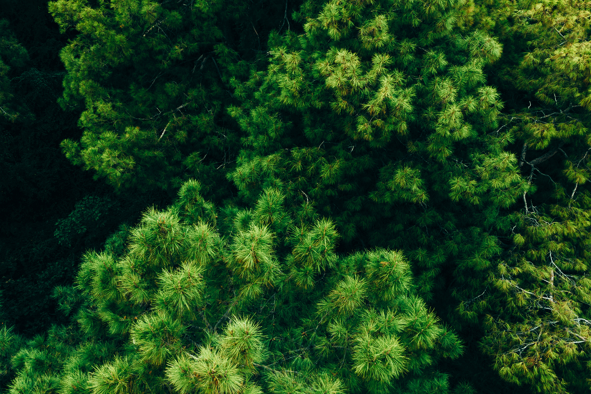 Drone aerial in green forest. Birds eye view