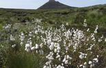 field of cotton