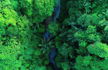 landscape of green trees