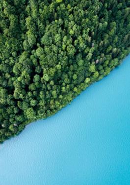 Forest and River